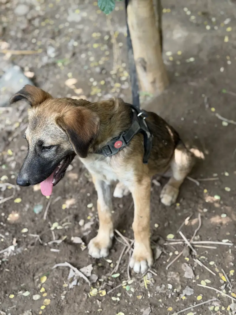 German Shepherd Puppy — photo 4