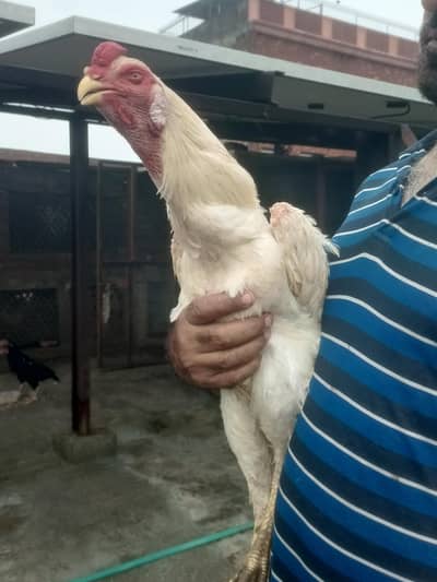 paper white shamo male and black female