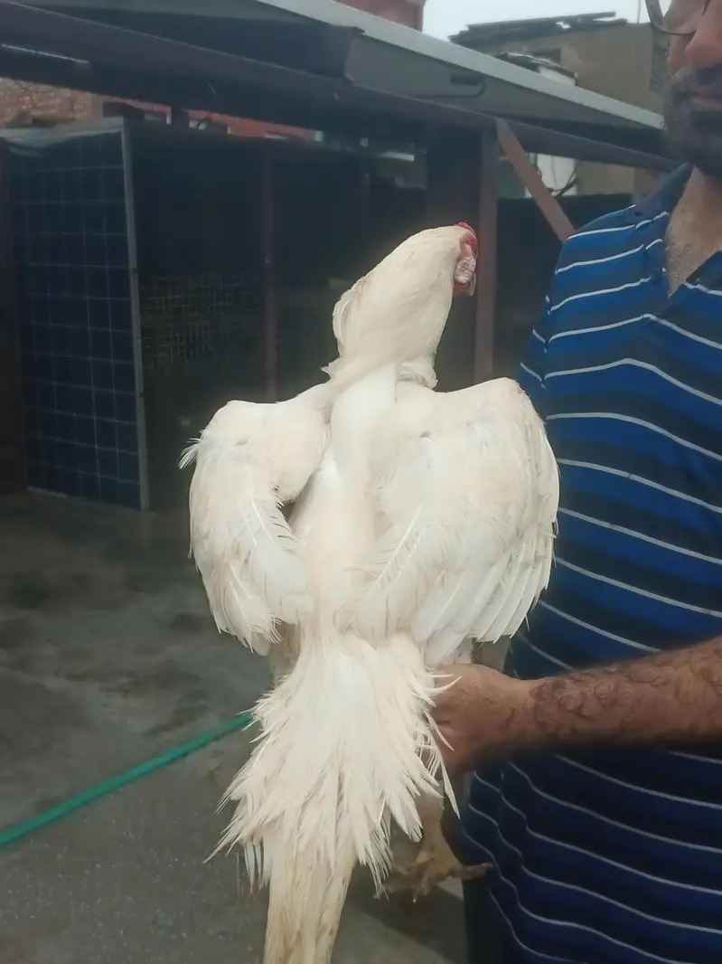 paper white shamo male and black female — photo 2