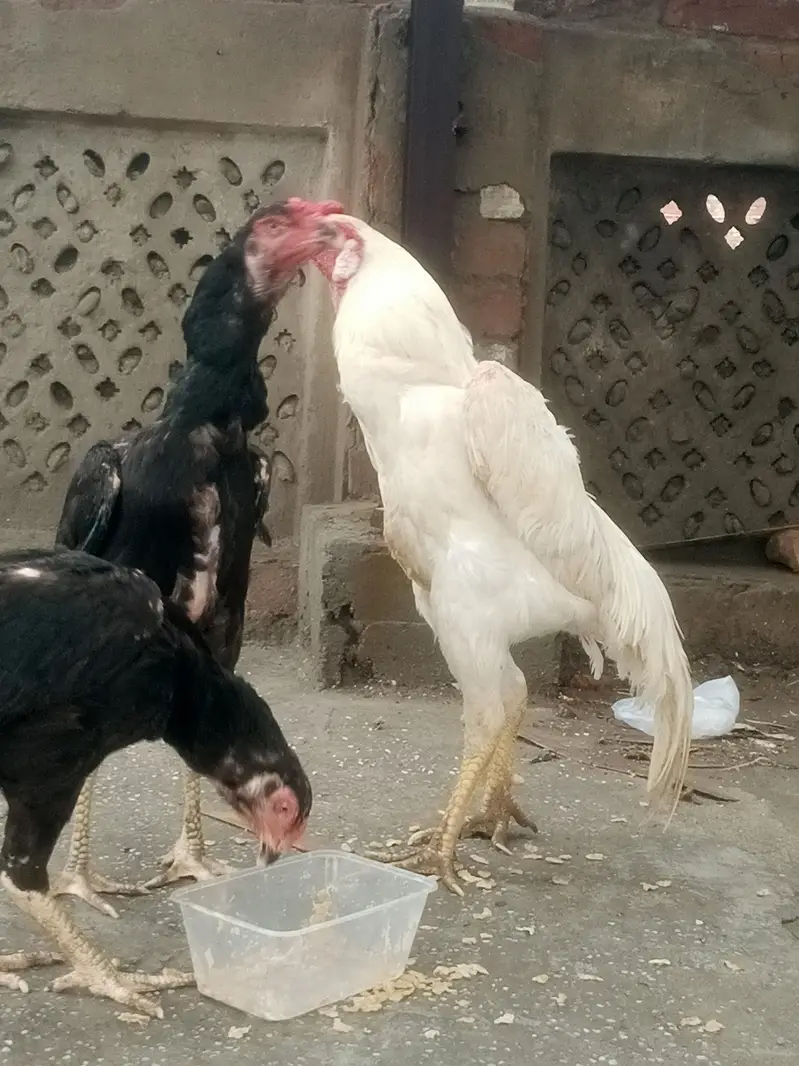 paper white shamo male and black female — photo 5