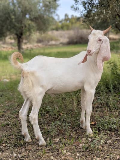 Pure Gulabi Male goat