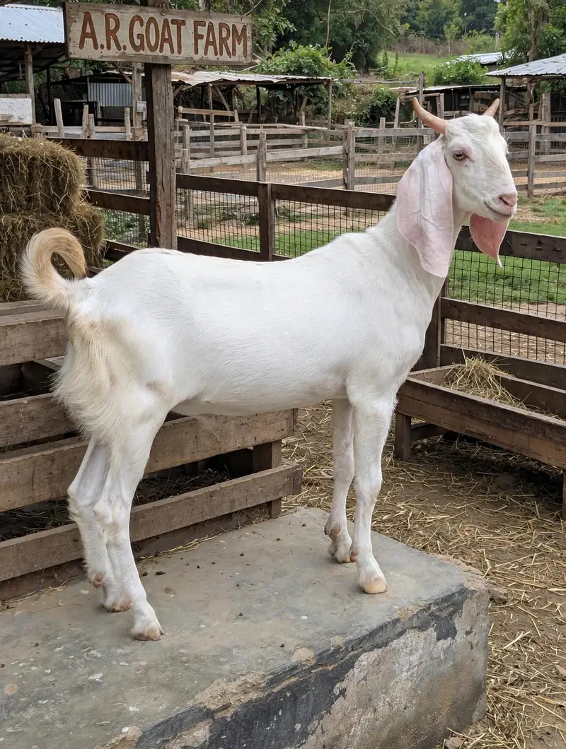 Pure Gulabi Male goat — photo 2