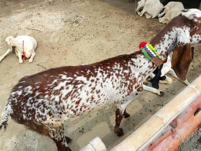 Makhi cheeni bakri doodh wali