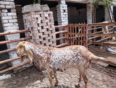 madrasa makhi cheni bakri  far sel03469594391
