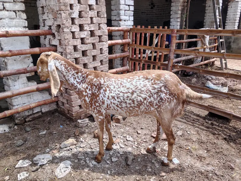 madrasa makhi cheni bakri  far sel03469594391 — photo 2