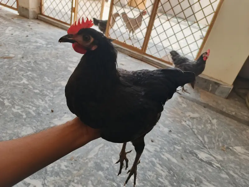 Australorp Hens — photo 3