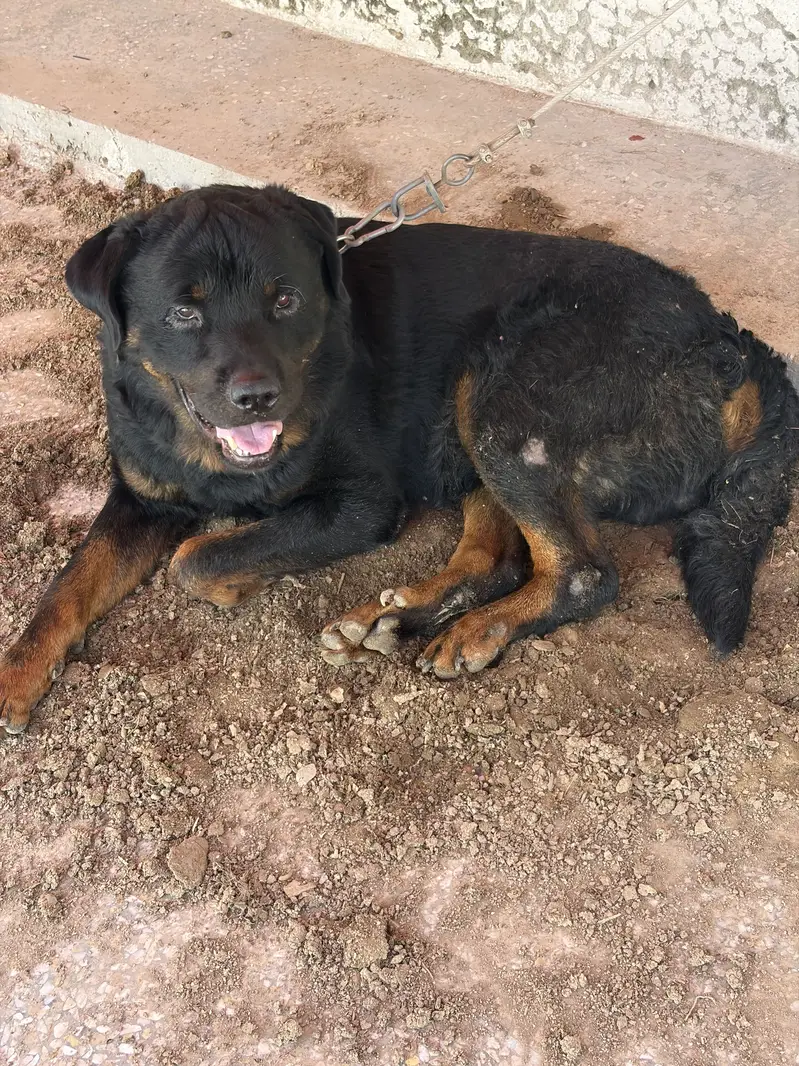 Rottweiler Male — photo 2