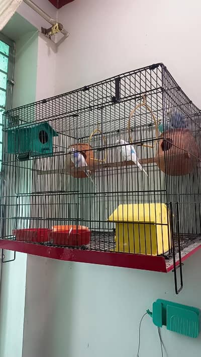 2 Lovebirdsl Pairs of Australian Parrots with Big Size Cage