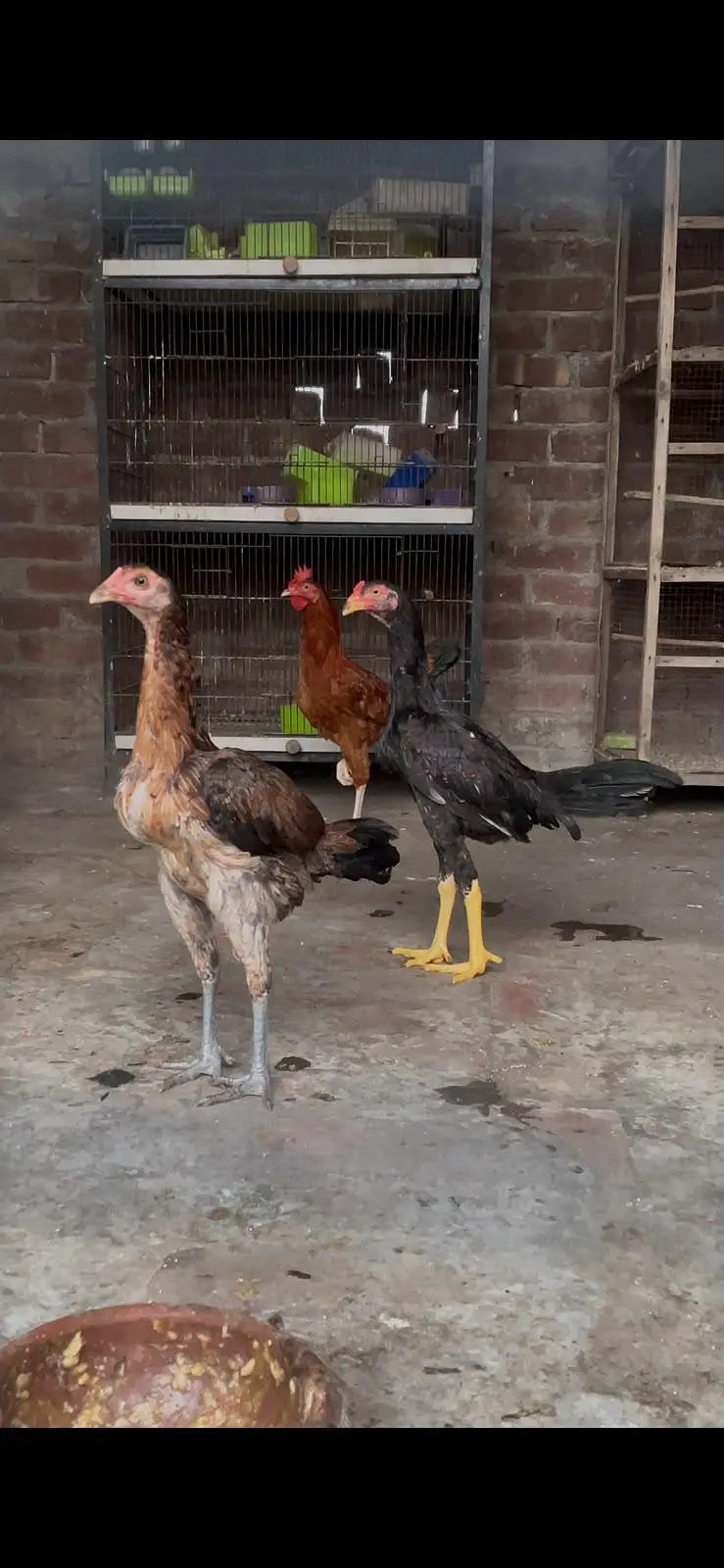 Thai burmi pathy , Thai lasani pair . . . . 03201447384 — photo 2