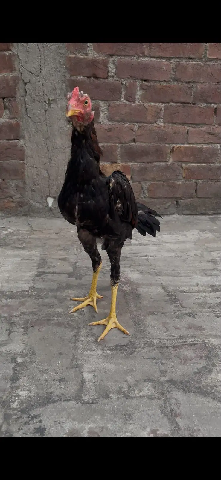 Thai burmi pathy , Thai lasani pair . . . . 03201447384 — photo 4