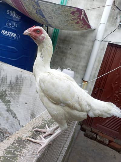 Heera Aseel Hen Females  ( 03204661930 )