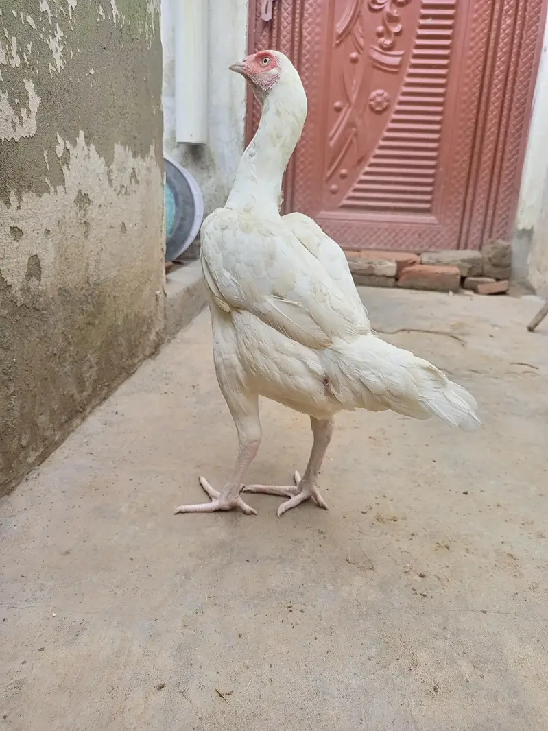Heera Aseel Hen Females  ( 03204661930 ) — photo 2
