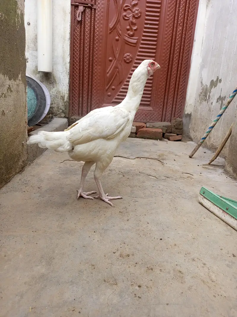 Heera Aseel Hen Females  ( 03204661930 ) — photo 3