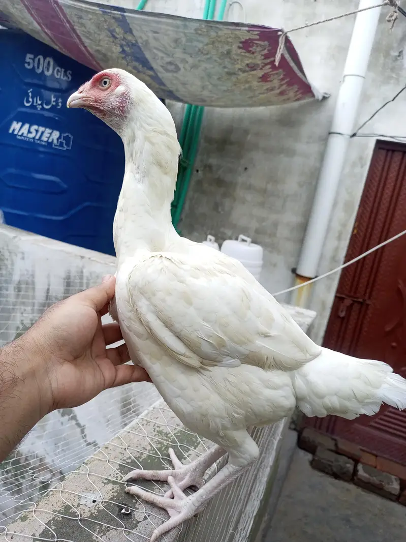 Heera Aseel Hen Females  ( 03204661930 ) — photo 4