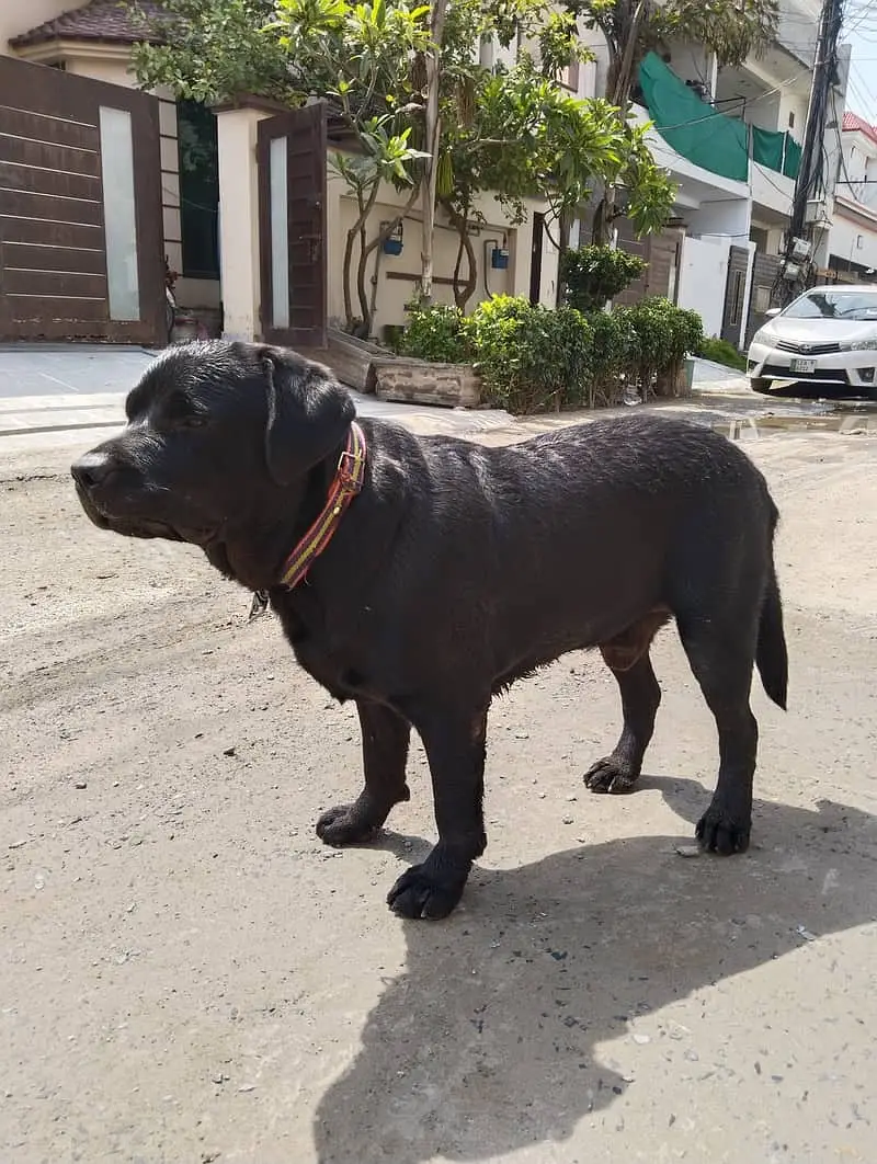 British labrador male | black labra Dog | labra dog