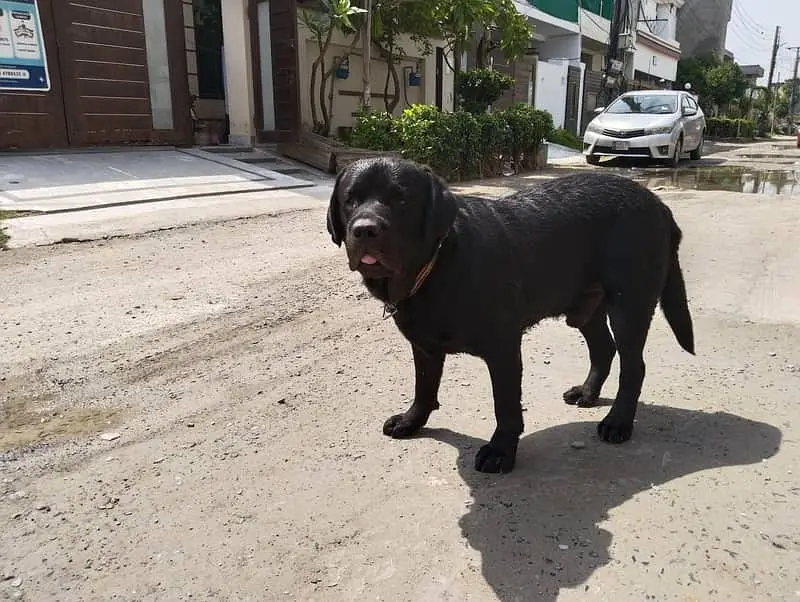British labrador male | black labra Dog | labra dog — photo 2