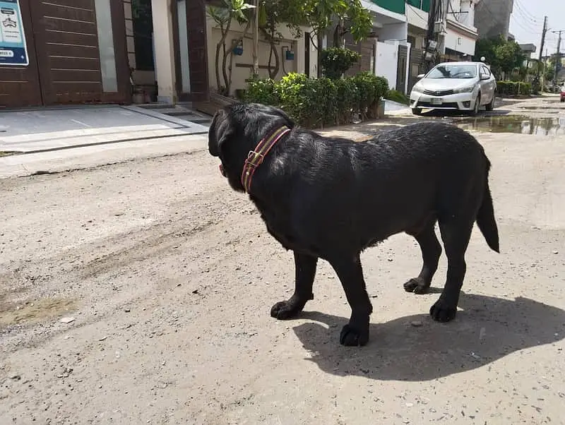 British labrador male | black labra Dog | labra dog — photo 4