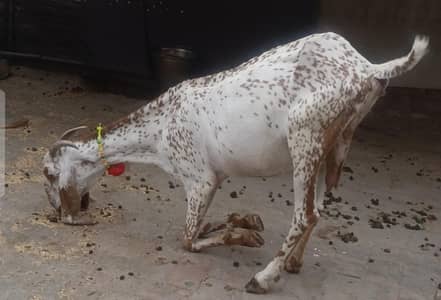 Makhi Chenni Bakri | 03075039815