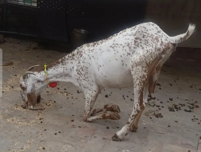 Makhi Chenni Bakri | 03075039815 — photo 2