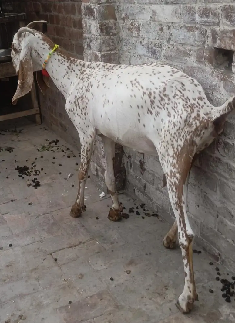 Makhi Chenni Bakri | 03075039815 — photo 3
