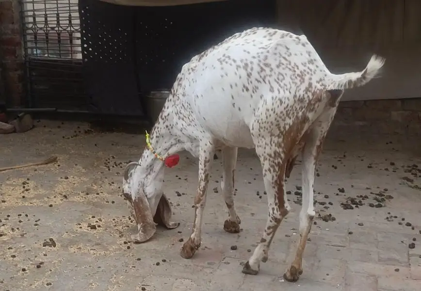 Makhi Chenni Bakri | 03075039815 — photo 4