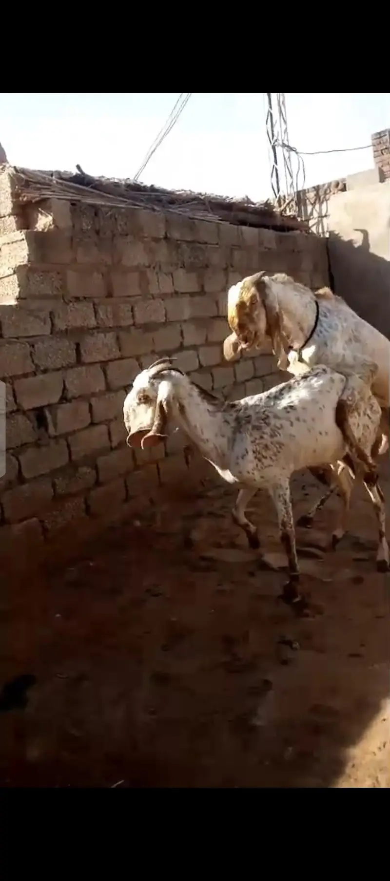 Makhi Chenni Bakri | 03075039815 — photo 5