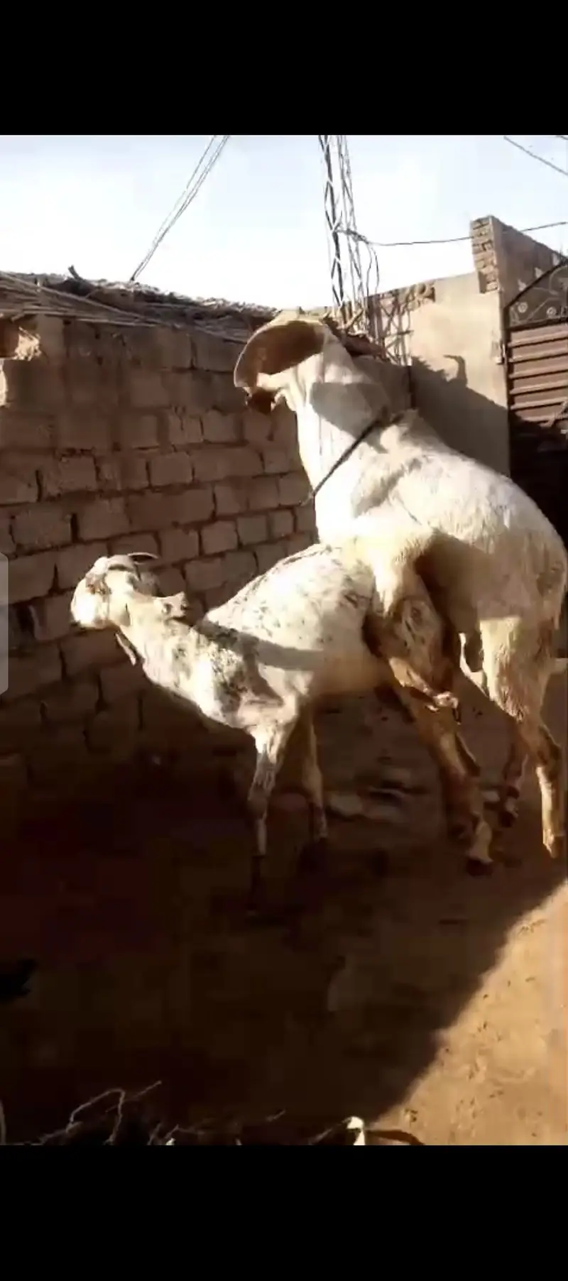Makhi Chenni Bakri | 03075039815 — photo 6
