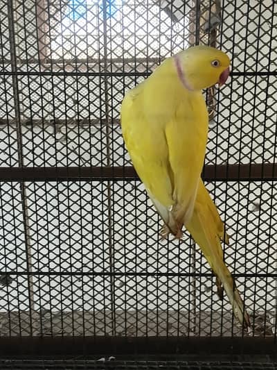 yellow ringneck breeding pair/ Clear Tail ringneck breeding pair