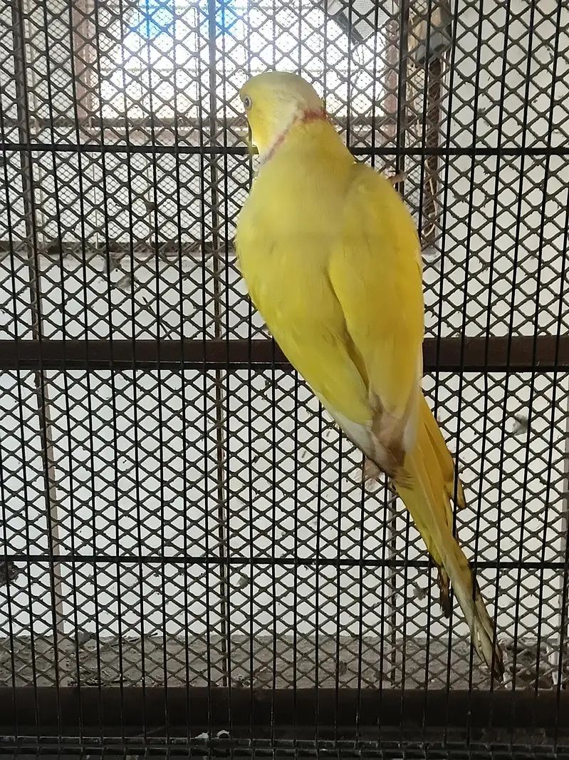yellow ringneck breeding pair/ Clear Tail ringneck breeding pair — photo 2