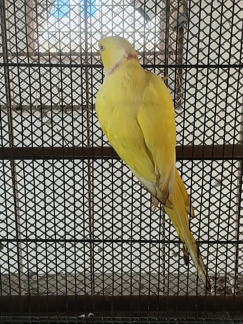 yellow ringneck breeding pair/ Clear Tail ringneck breeding pair — photo 3