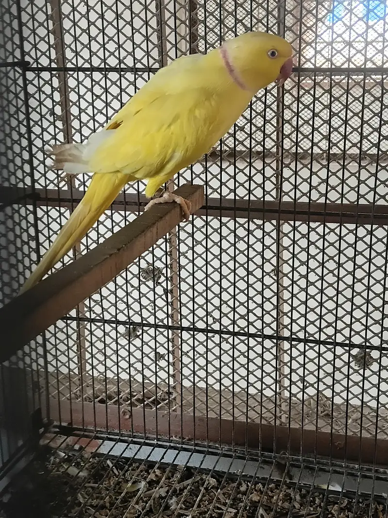 yellow ringneck breeding pair/ Clear Tail ringneck breeding pair — photo 4