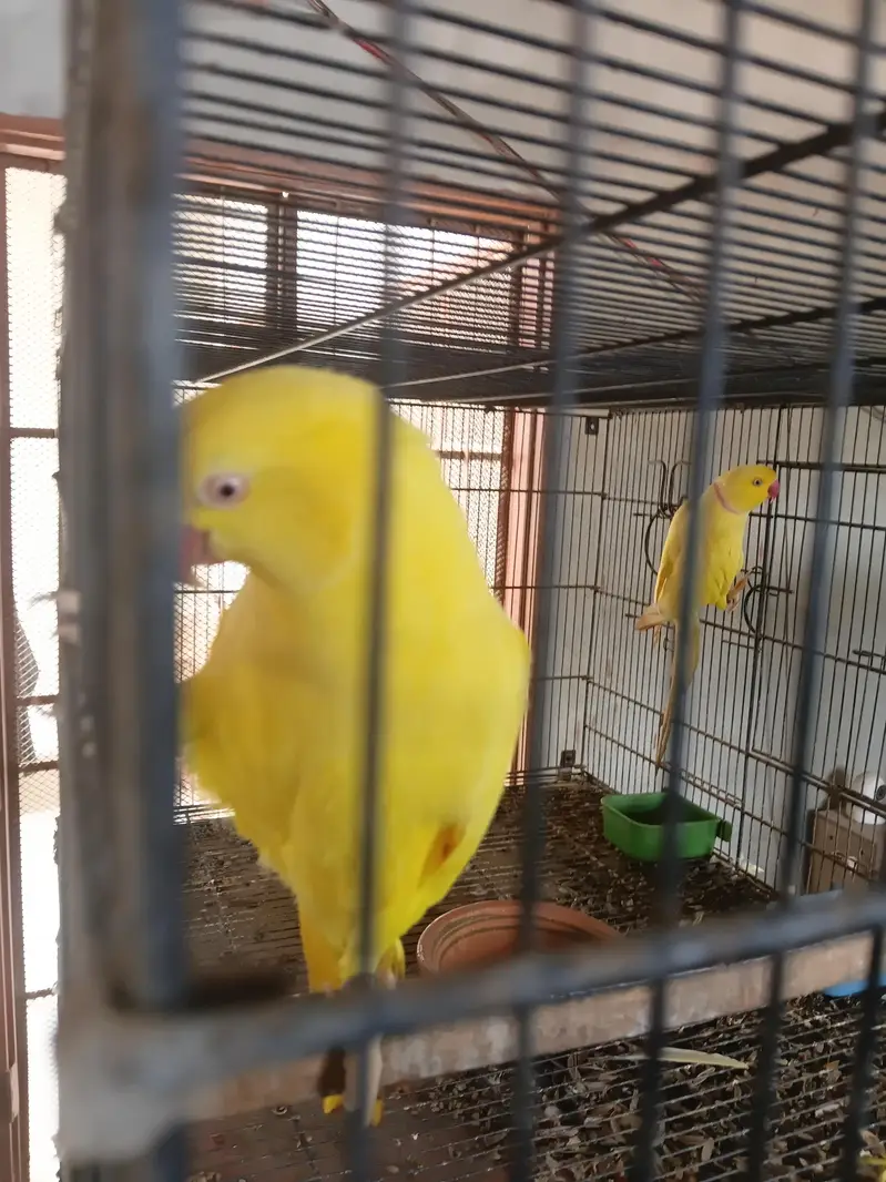 yellow ringneck breeding pair/ Clear Tail ringneck breeding pair — photo 5