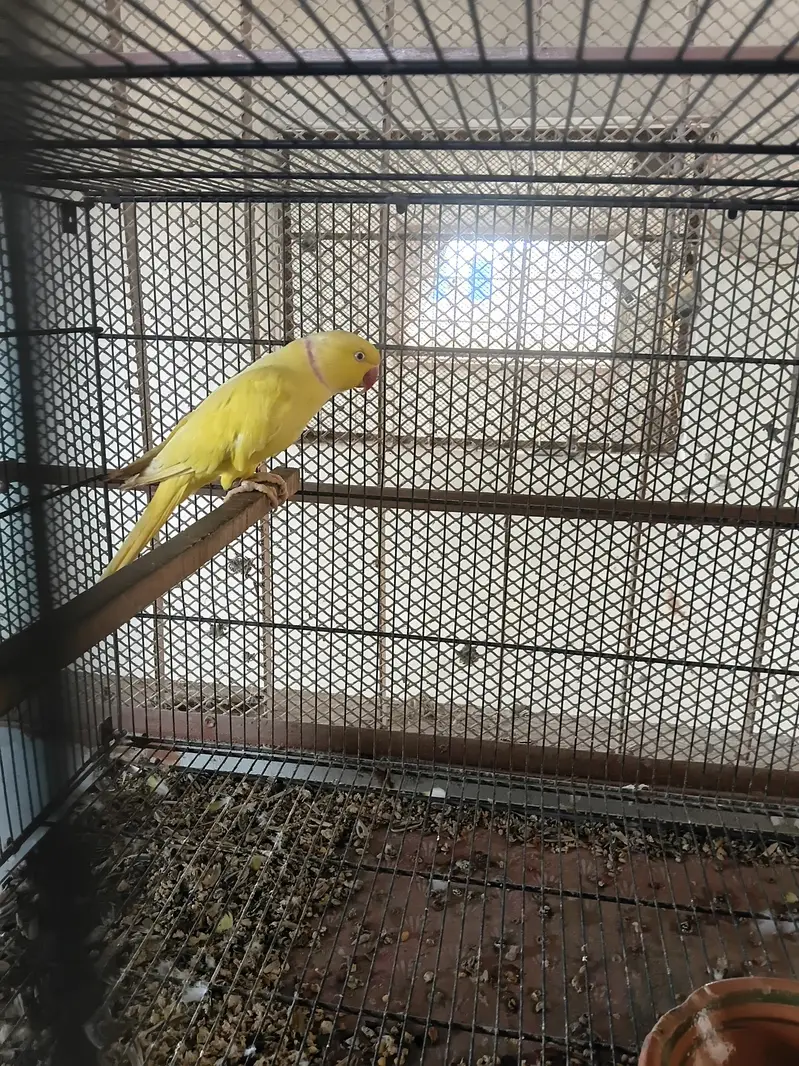 yellow ringneck breeding pair/ Clear Tail ringneck breeding pair — photo 6