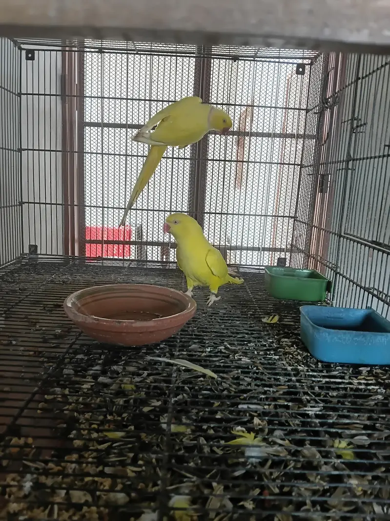yellow ringneck breeding pair/ Clear Tail ringneck breeding pair — photo 7