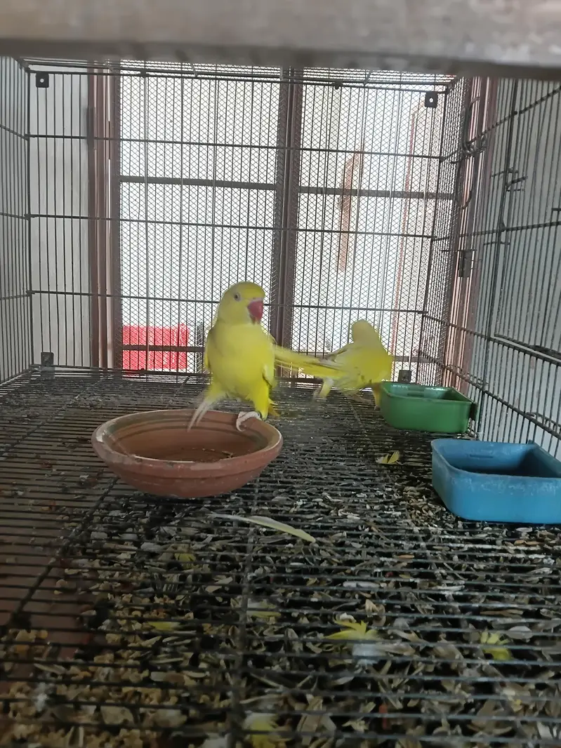 yellow ringneck breeding pair/ Clear Tail ringneck breeding pair — photo 8