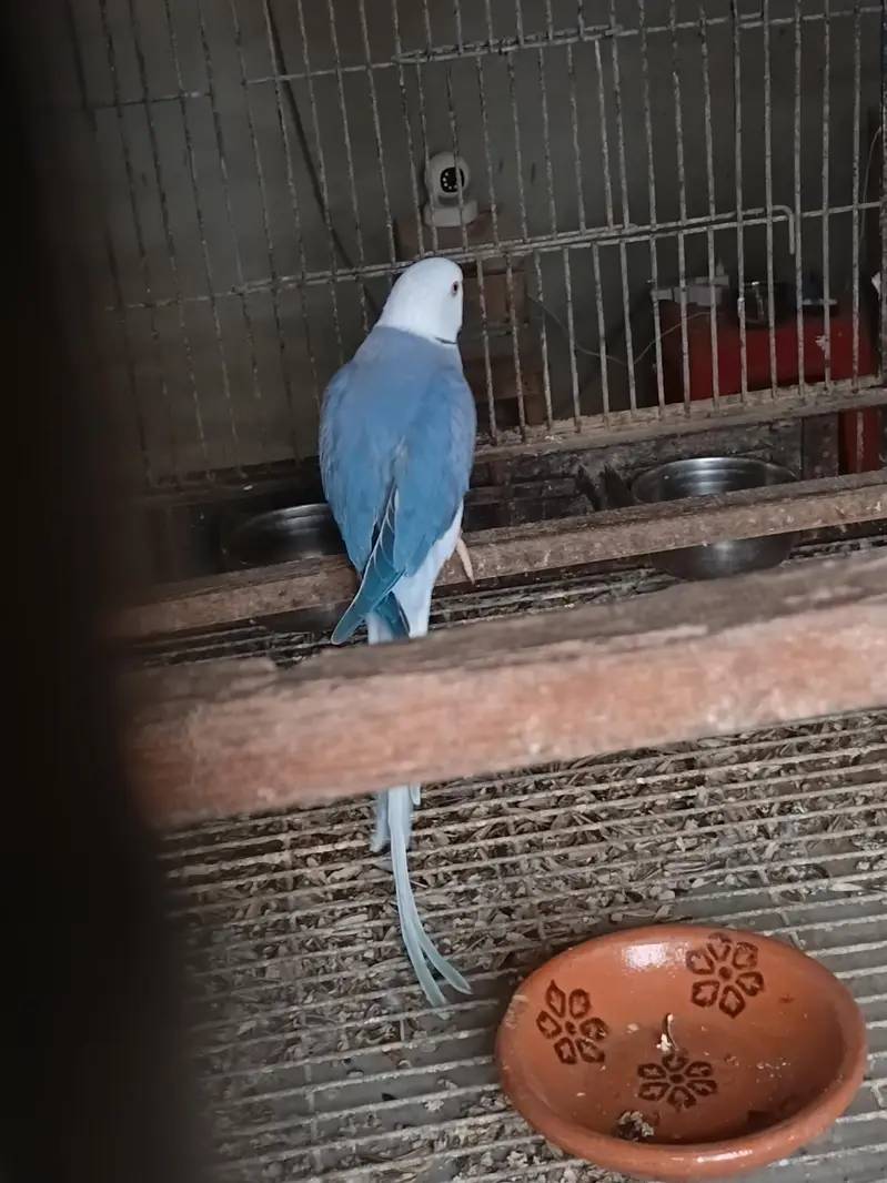 yellow ringneck breeding pair/ Clear Tail ringneck breeding pair — photo 9