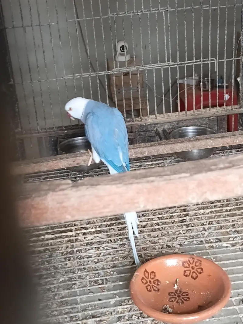 yellow ringneck breeding pair/ Clear Tail ringneck breeding pair — photo 10