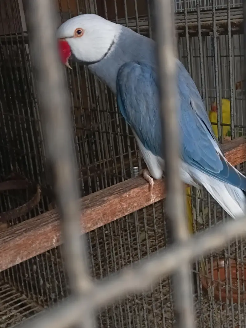 yellow ringneck breeding pair/ Clear Tail ringneck breeding pair — photo 11