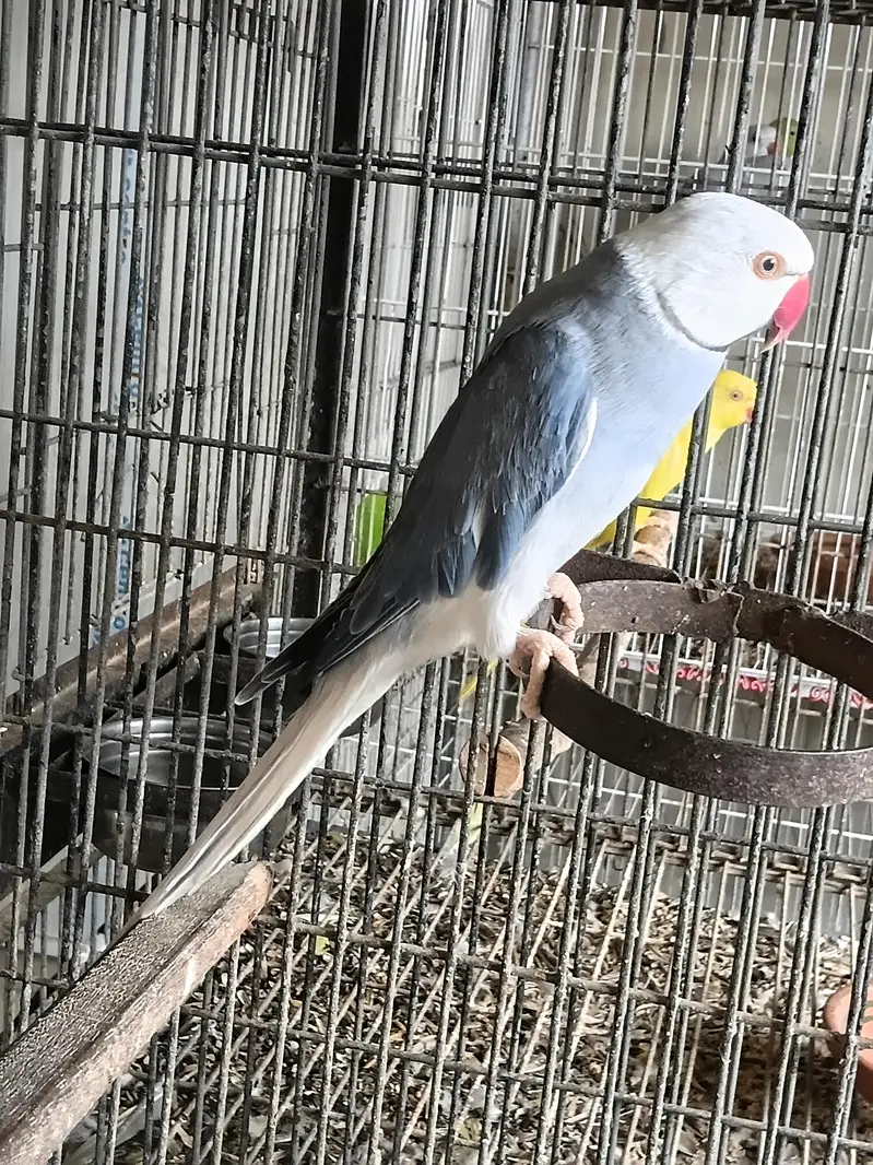 yellow ringneck breeding pair/ Clear Tail ringneck breeding pair — photo 12
