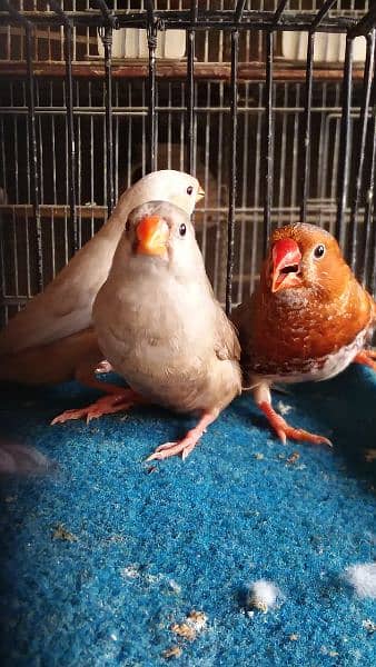 Mutation finch, Hand tame cocktail
