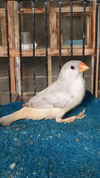 Mutation finch, Hand tame cocktail — photo 3