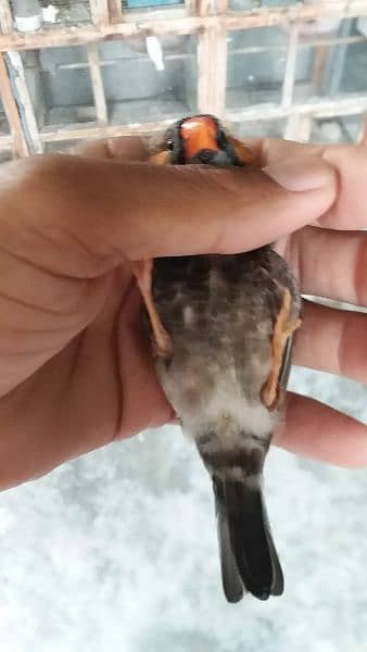 Mutation finch, Hand tame cocktail