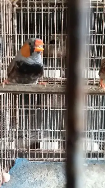 Mutation finch, Hand tame cocktail — photo 5