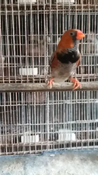 Mutation finch, Hand tame cocktail — photo 6