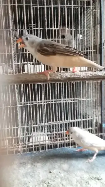 Mutation finch, Hand tame cocktail — photo 7