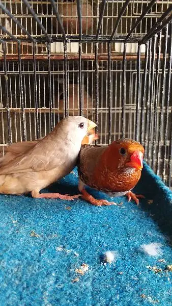 Mutation finch, Hand tame cocktail — photo 8