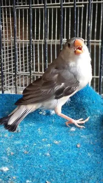 Mutation finch, Hand tame cocktail — photo 9