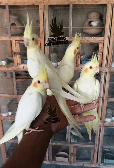 Mutation finch, Hand tame cocktail