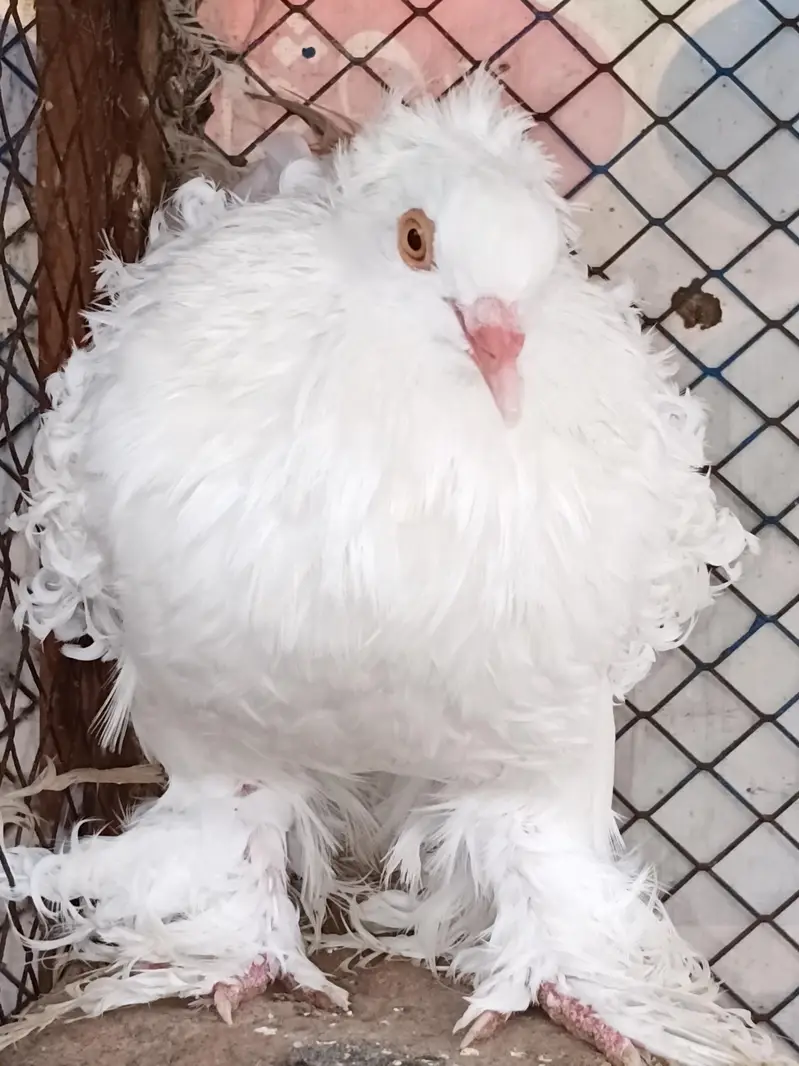 Quality Frill Back Male For Sale — photo 2