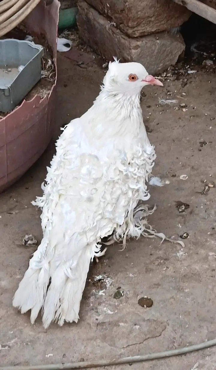 Quality Frill Back Male For Sale — photo 4